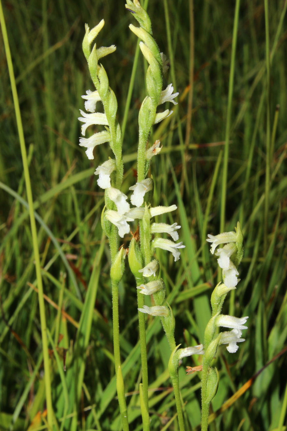 Spiranthes aestivalis - Parco dellAveto (GE)